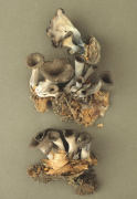 Craterellus cornucopiodes2 Mushroom