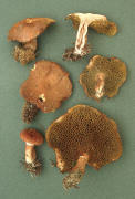 Boletinus cavipes Mushroom