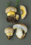 Boletus albidus 2 Mushroom