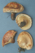 Paxillus involutus3 Mushroom