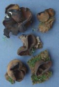 Peziza atrovinosa3 Mushroom
