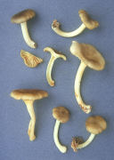 Gerronema strombodes Mushroom