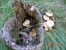 Agrocybe cylindracea2