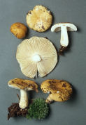 Russula ochroleuca Mushroom