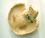 Armillaria ponderosa gills.jpg Mushroom