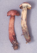 Boletus rubricitrinus Mushroom