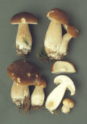 Boletus edulis5 Mushroom