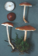 Collybia distorta Mushroom