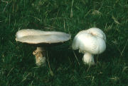 Agaricus arvensisF Mushroom
