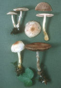 Agaricus semotus2 Mushroom