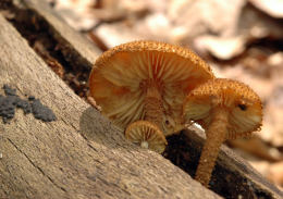 Flammulaster muricatus  3 Mushroom