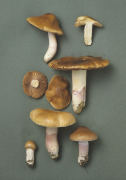 Cortinarius livdoochraceus  pseudosalor4 Mushroom