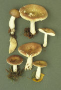 Russula nitida Mushroom