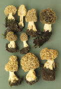 Morchella esculenta Mushroom