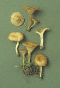 Omphalina ericetorum2 Mushroom