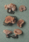 Laccaria tortilis Mushroom