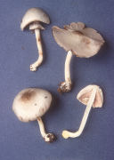 Agaricus pacillator Mushroom