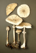 Macrolepiota procera Mushroom