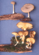 Gerronema chrysophylla2 Mushroom