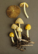 Bolbitius vitellinus Mushroom