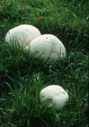 Langermania gigantea field Mushroom