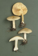 Melanoleuca strictipes Mushroom