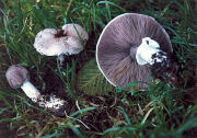 Agaricus subrutilescens Buck (Kauffm) Hotson &Stunz.jpg Mushroom