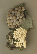 Coprinus disseminatus2 Mushroom