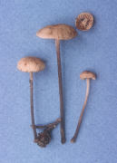 Marasmius scorodonius Mushroom