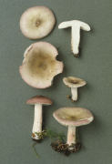 Russula gracillima Mushroom