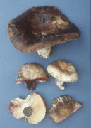 Russula nigricans Mushroom