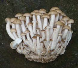 Hypsizygus Buma-shimeji Mushroom