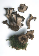 Craterellus cornucopiodes Mushroom