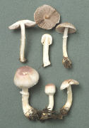 Agaricus semotus Mushroom