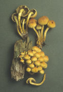 Hypholoma fasciculare2 Mushroom