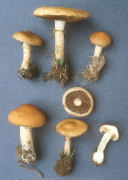 Agrocybe acericola Mushroom