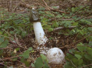 Phallus impudicus GK Mushroom