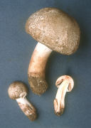 Agaricus praeclaresquamosus2 Mushroom