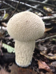 Lycoperdon perlatum Mushroom