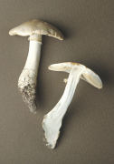Amanita echinocephala Mushroom