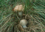 Amanita rubescens field Mushroom
