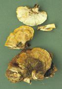Heteropus biennis Mushroom