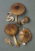 Pluteus umbrosus2 Mushroom