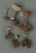 Macrocyphus macropus Mushroom