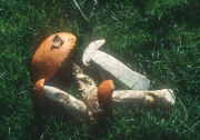 Leccinum versipelle Field Mushroom