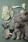 Pleurotus ostreatus 4 Mushroom