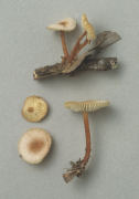 Collybia erythropus2 Mushroom