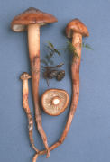 Phaeocollybia kaufmannii Mushroom