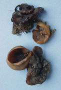 Peziza atrovinosa2 Mushroom