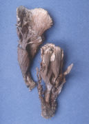 Thelephora vialis2 Mushroom